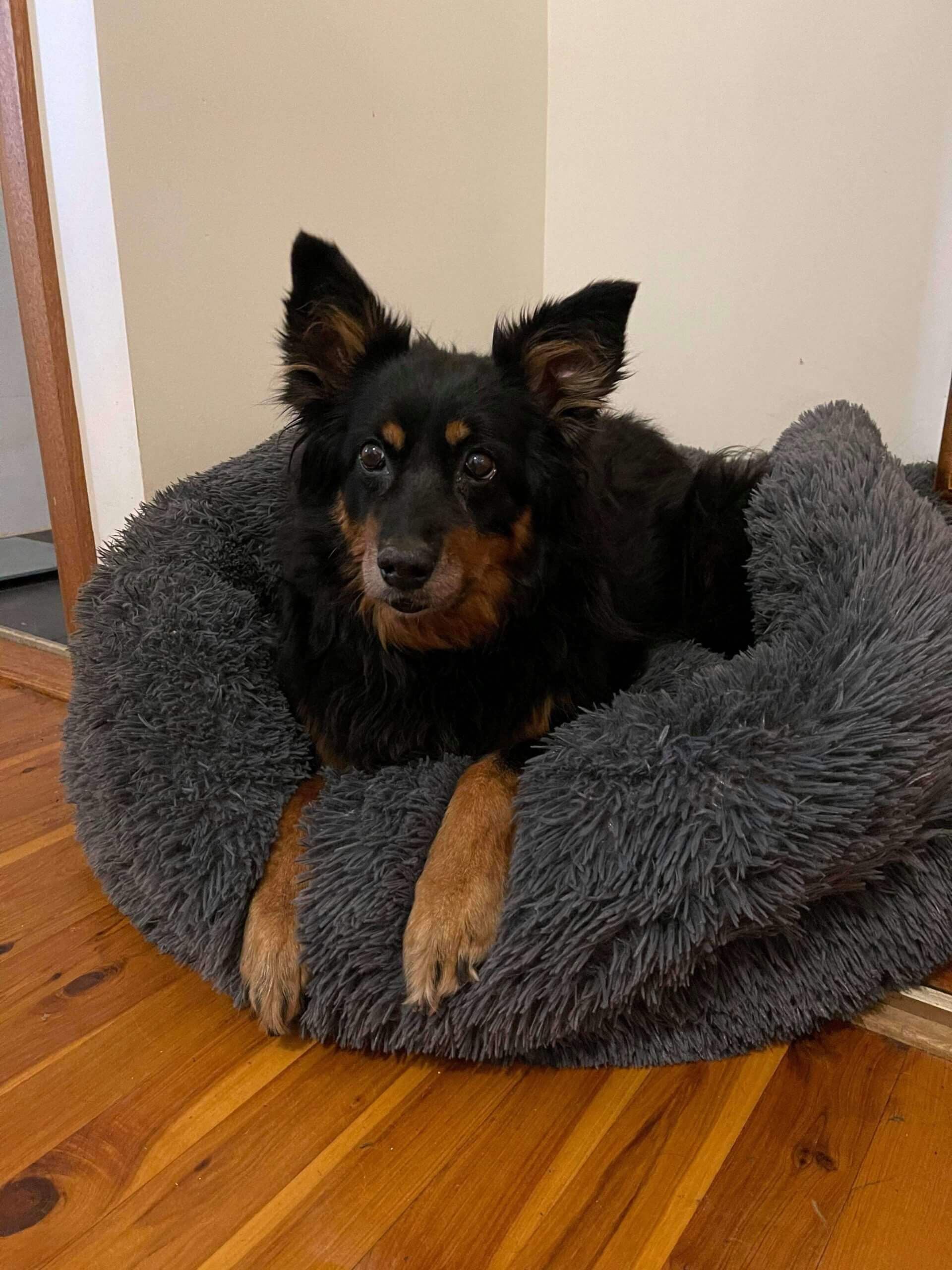 Pet Gallery Image -6745607528b19