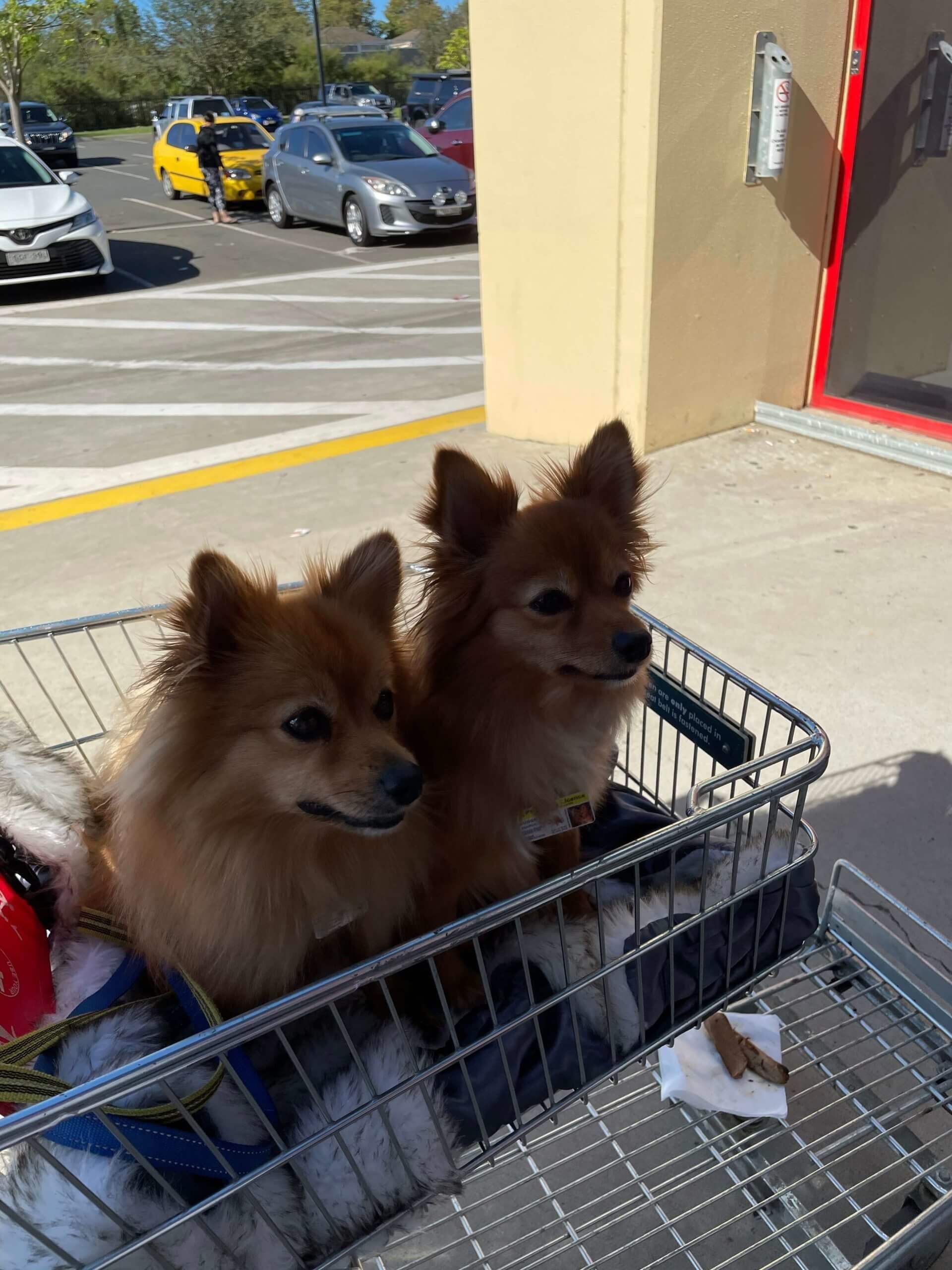 Pet Gallery Image -67456075a1f1f