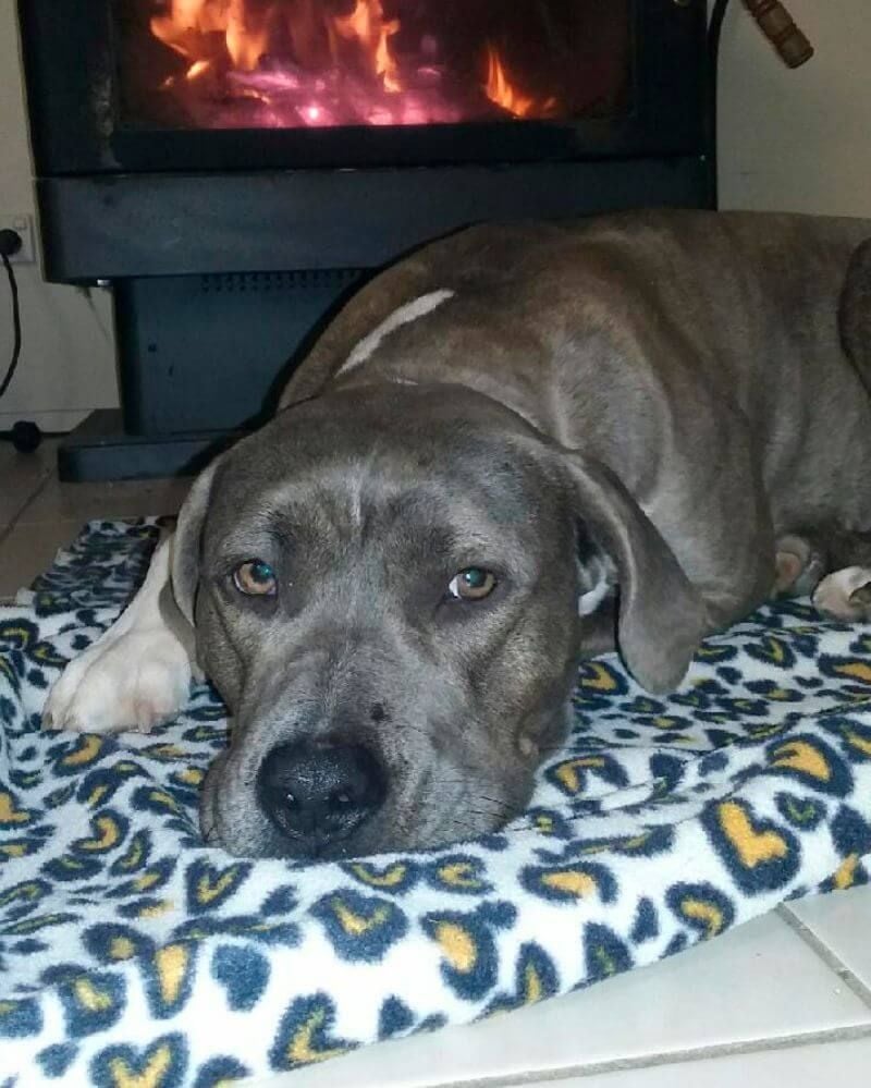 Pet Gallery Image -674560763ee7f