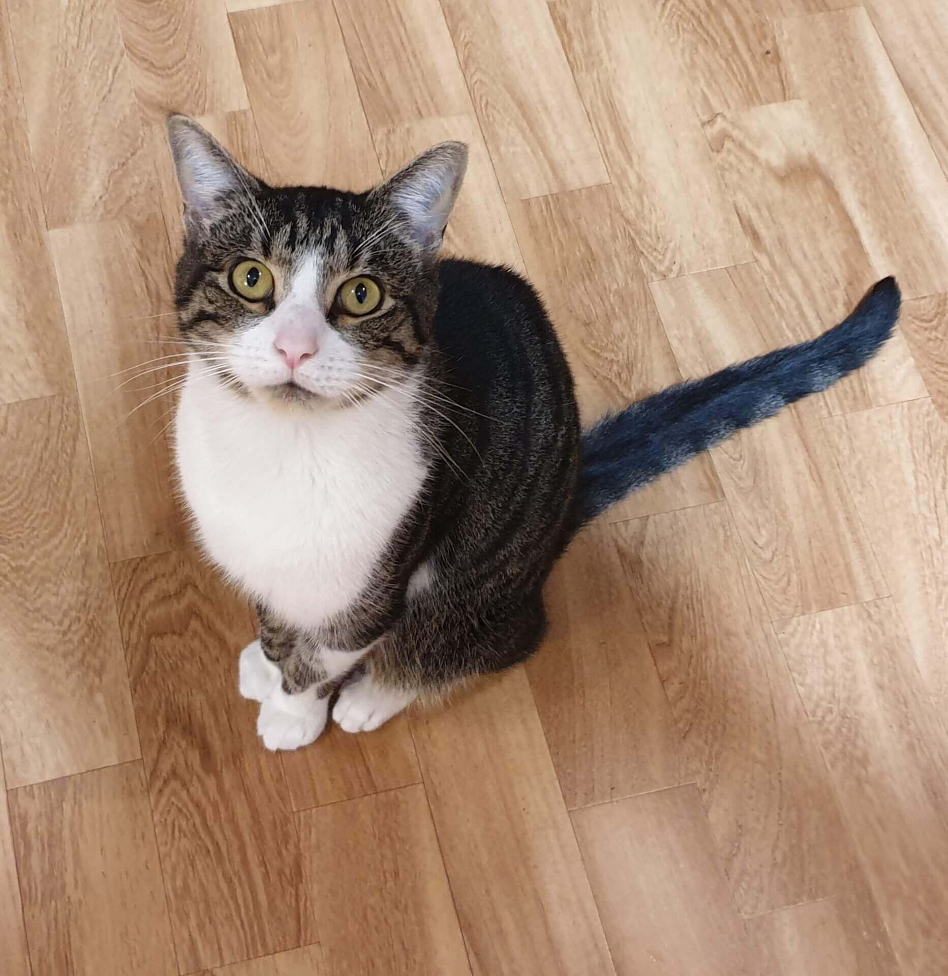 Pet Gallery Image -67456076ac955