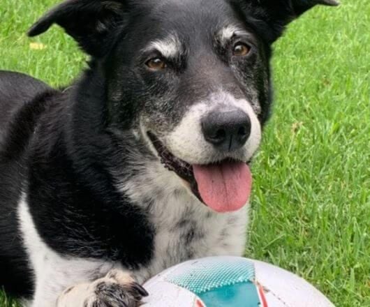 Pet Gallery Image -674560775728c