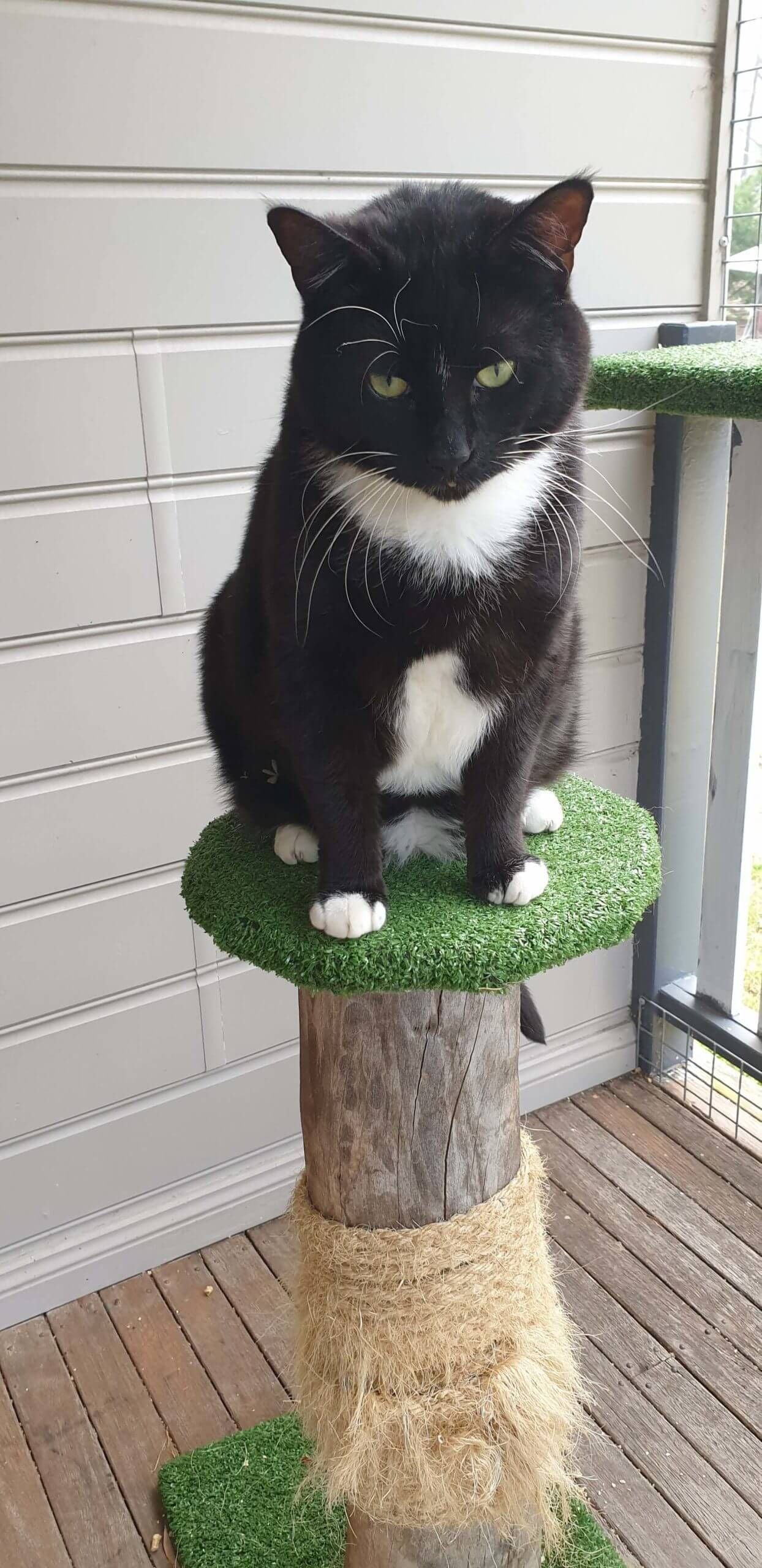 Pet Gallery Image -67456077cf560