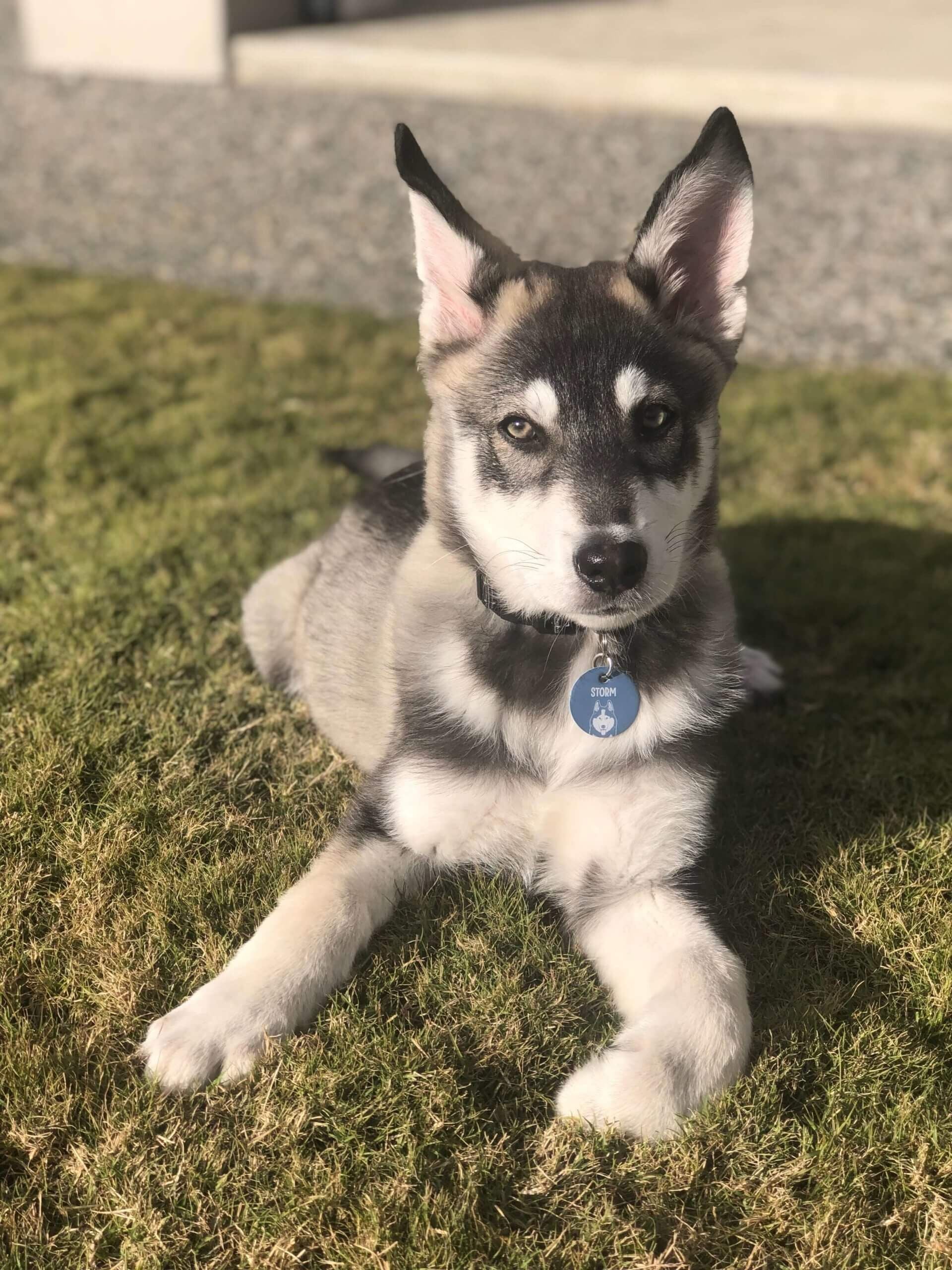 Pet Gallery Image -67456078742e8