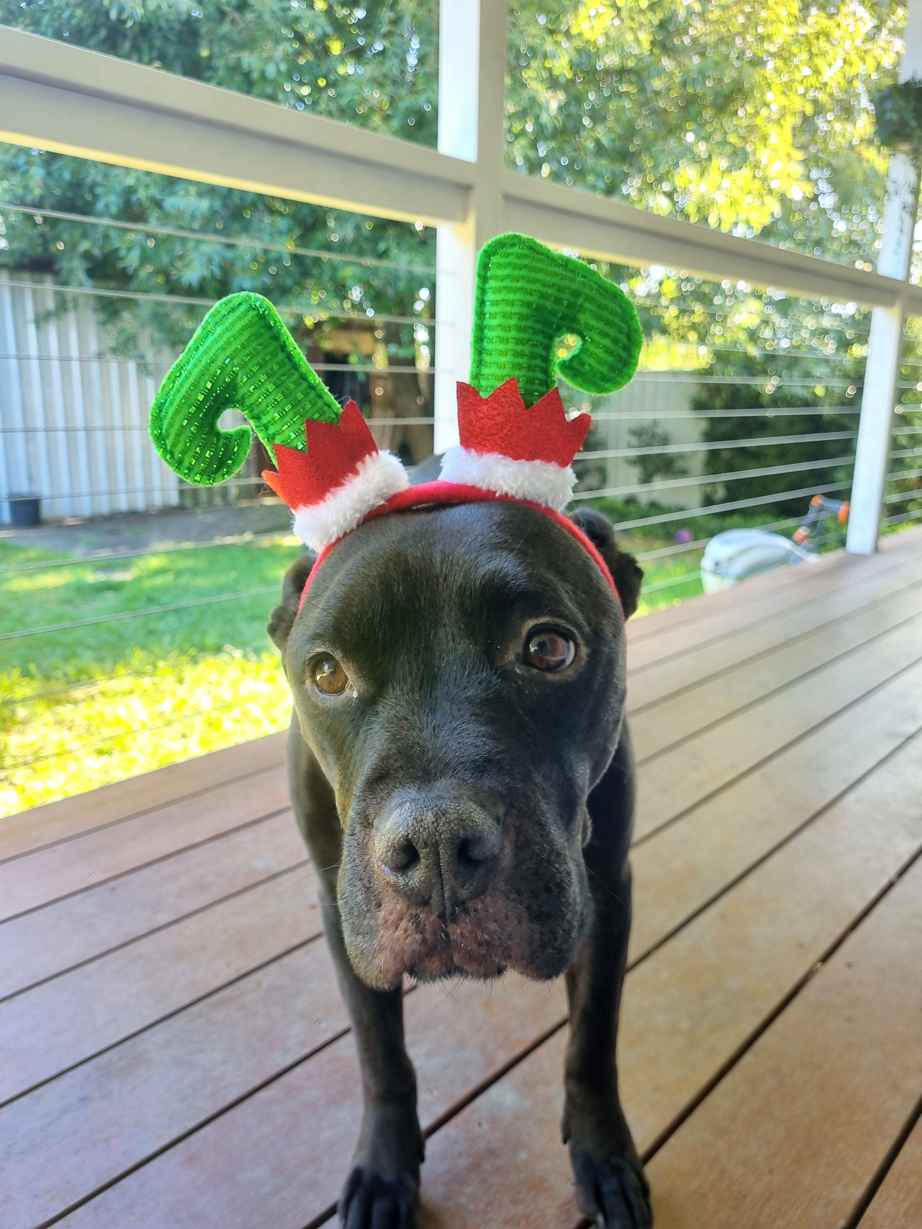 Pet Gallery Image -680eebb047d10