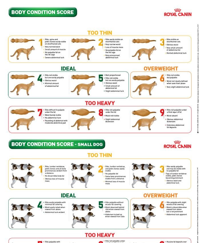 Body Condition Score Chart