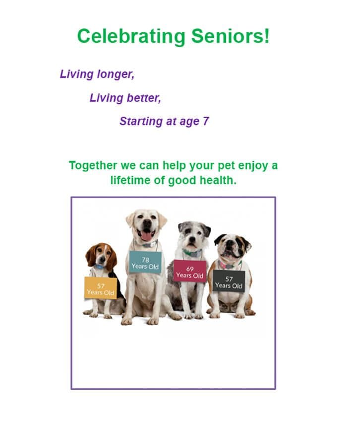 Celebrating Seniors Brochure