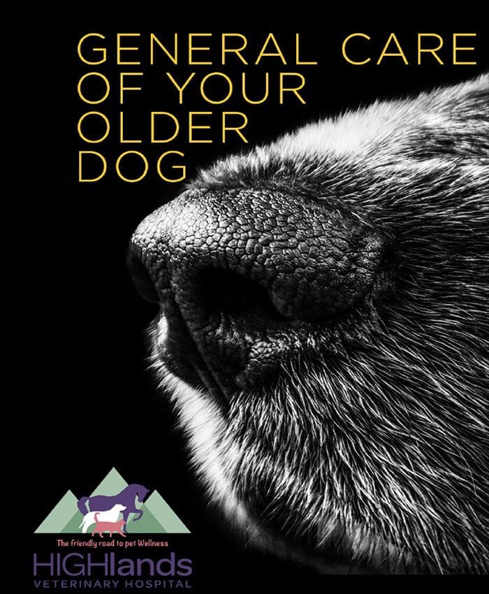 General Health Care of Your Older Dog