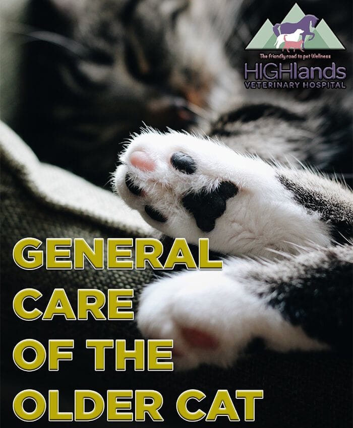 General Care of the Older Cat Who's the Boss—You or Your Dog? Ge