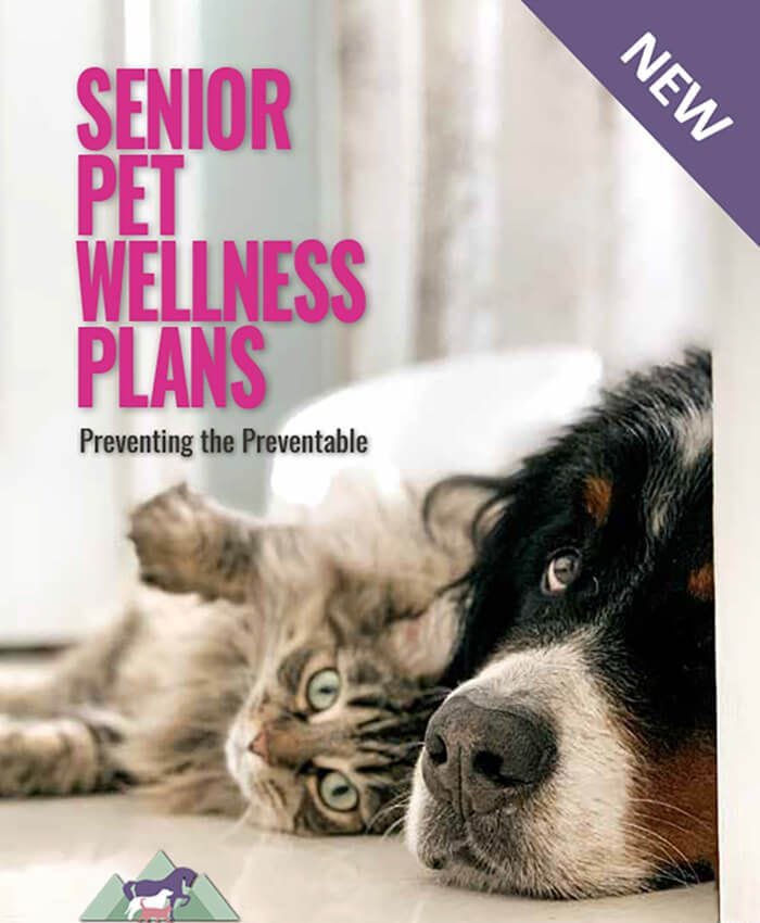 Senior Pet Wellness Exams