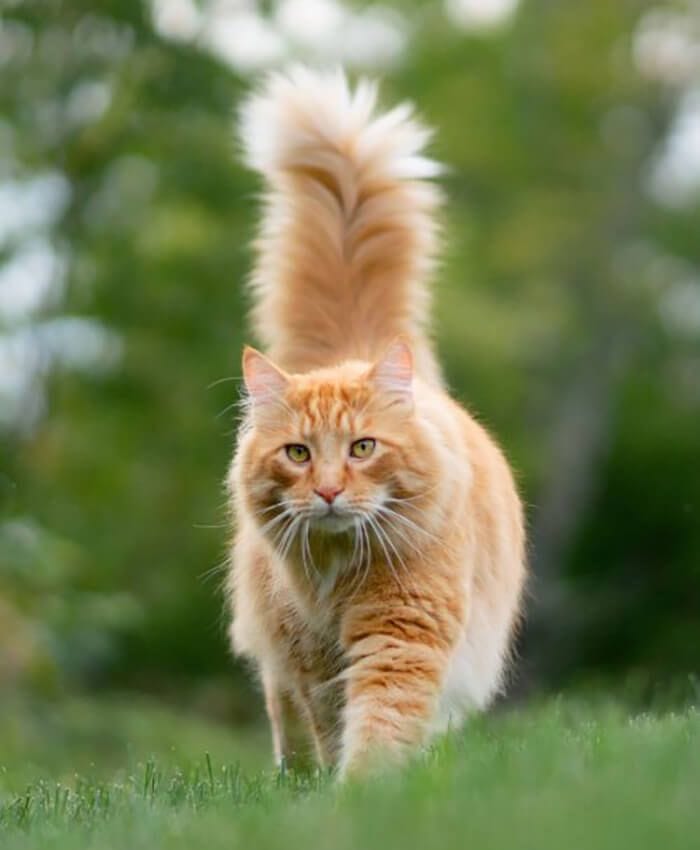 Chronic Renal Disease In Cats