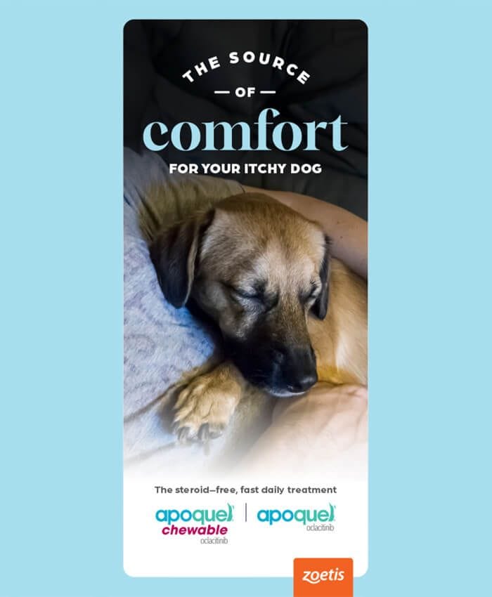 Treat Your Dog's Itching with Apoquel