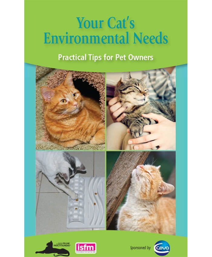 Your Cat's Environmental Needs