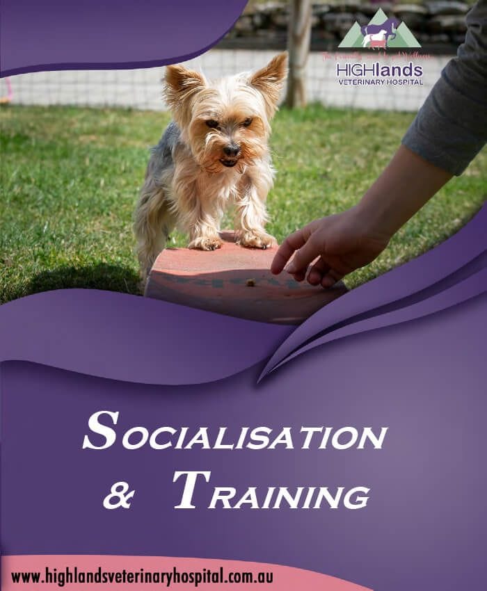 Puppy Socialisation & Training