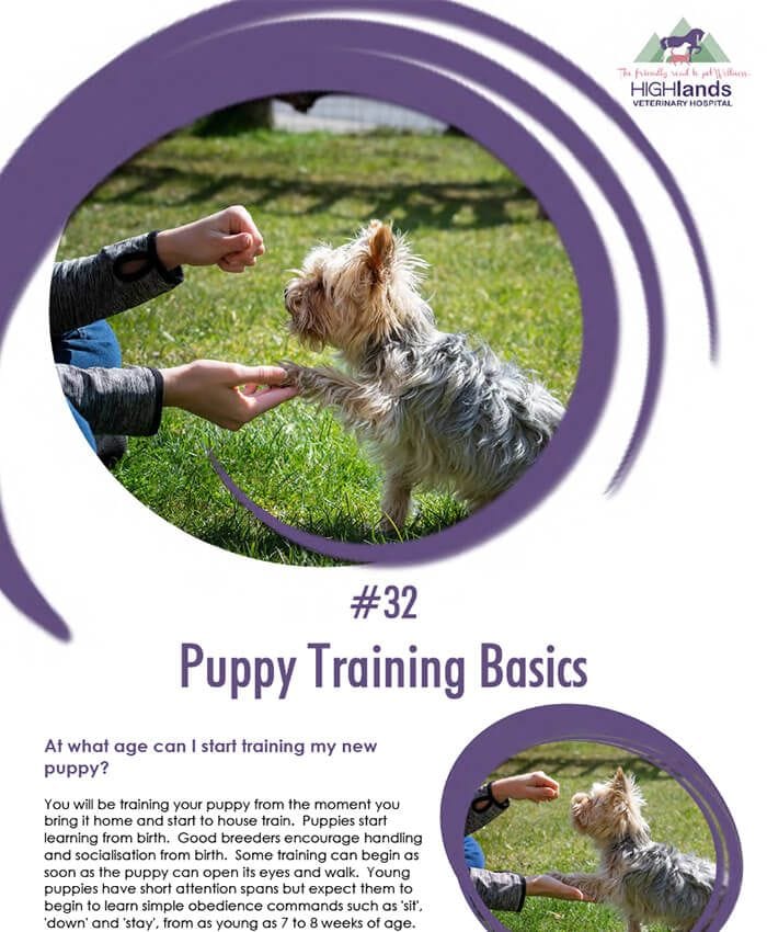 Puppy Training Basics