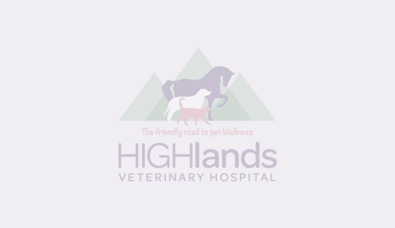 Caring for Your Senior Pet
