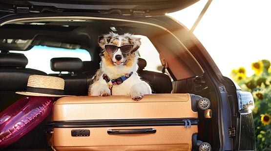Stress-Free Pet Travel: Holiday Tips for a Safe and Enjoyable Journey Stress-Free Pet Travel: Holiday Tips for a Safe and Enjoyable Journey