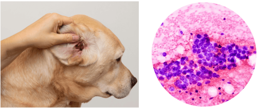 Dog Ear Infections