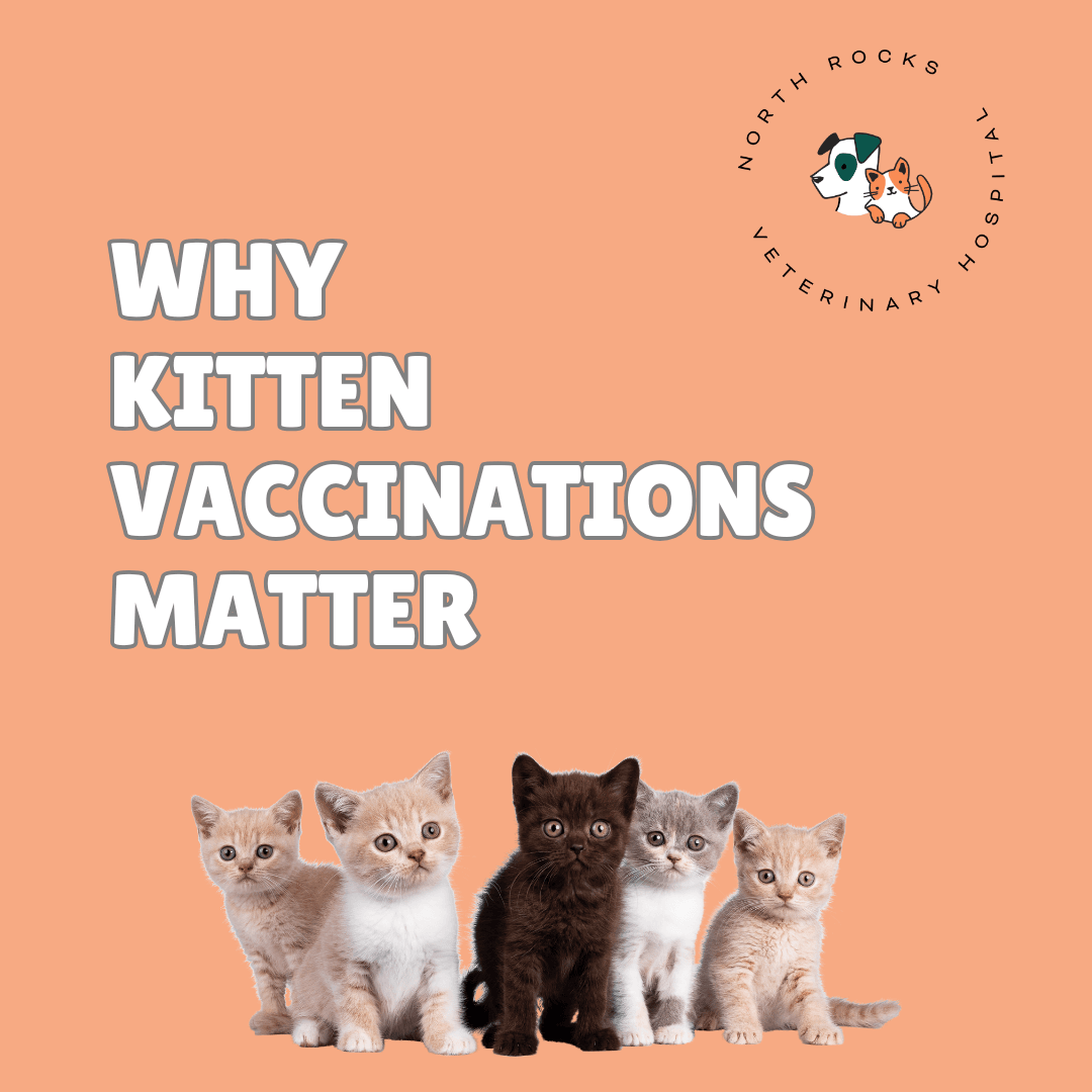 Why Kitten Vaccinations Matter