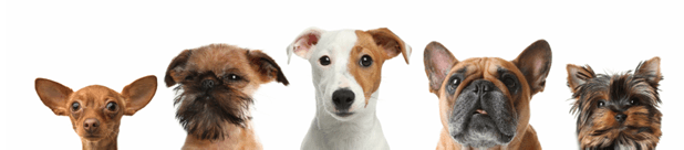 Keep Your Pet Comfortable This Winter