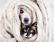 Keep Your Pet Comfortable This Winter Keep Your Pet Comfortable This Winter