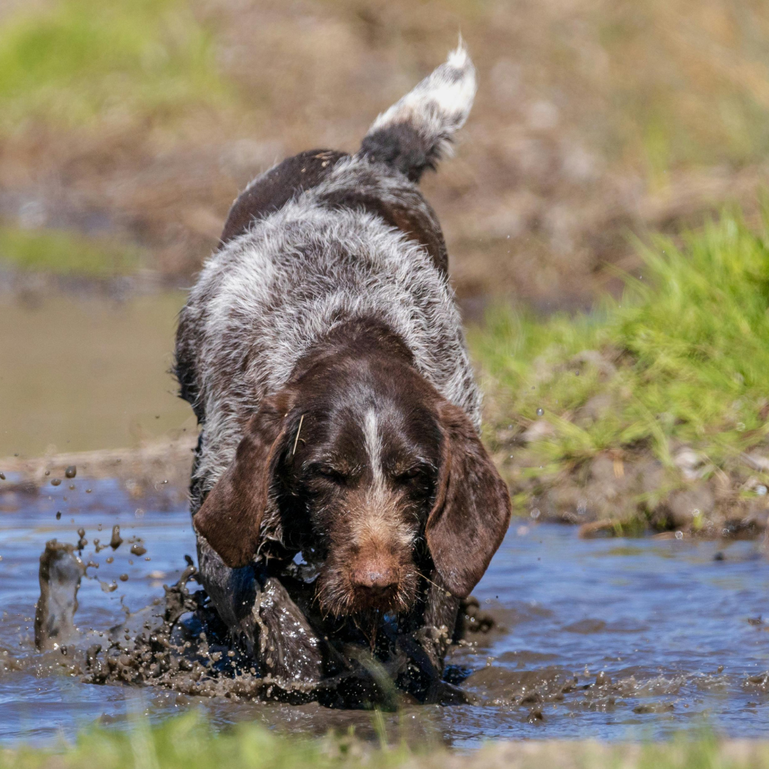 Leptospirosis