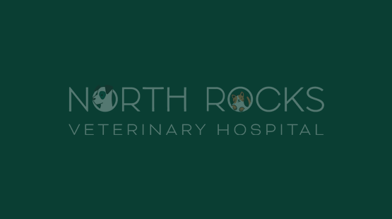 Protecting your dog from Leptospirosis | A vital step for Sydney Pet Owners