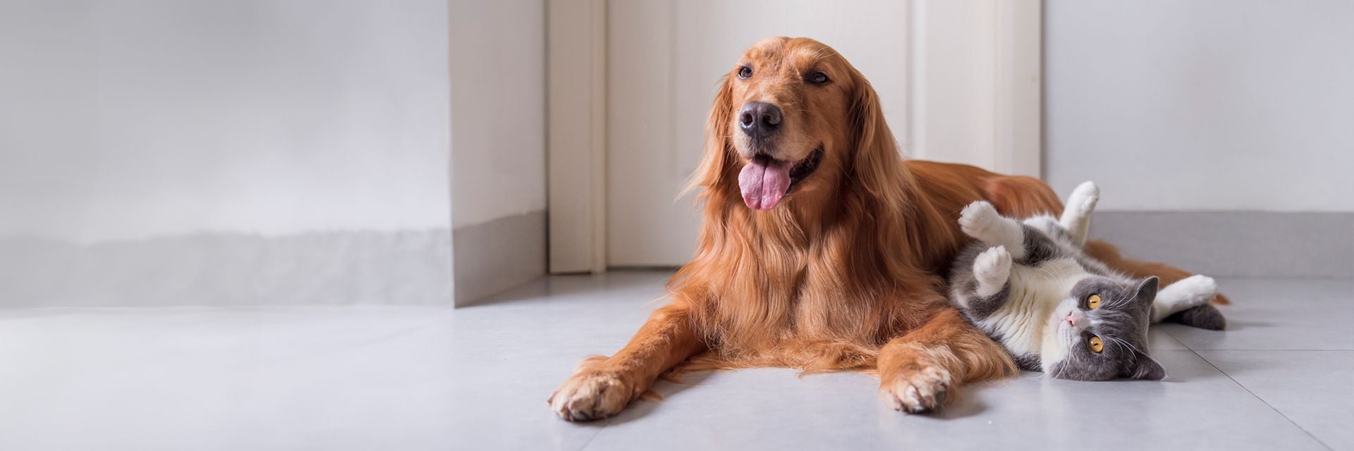 Ipswich Veterinary Clinic