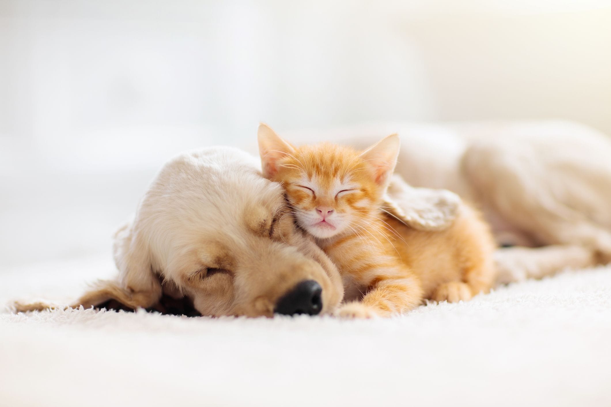 Pet Desexing