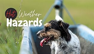 Hot Weather Hazards for Pet Health Hot Weather Hazards for Pet Health