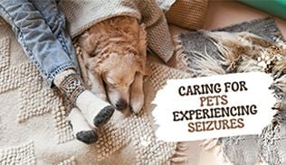 Caring for Pets with Seizures Caring for Pets with Seizures