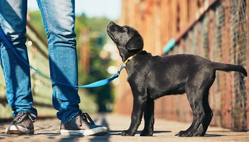 Why Puppy Preschool is One of the Best Investments in Your Pup’s Future