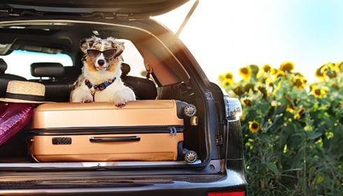 Safe and Stress-Free Holiday Travel with Pets: What Every Pet Owner Should Know
