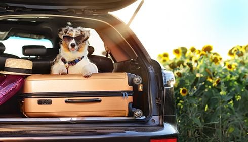 Safe and Stress-Free Holiday Travel with Pets: What Every Pet Owner Should Know Safe and Stress-Free Holiday Travel with Pets: What Every Pet Owner Should Know