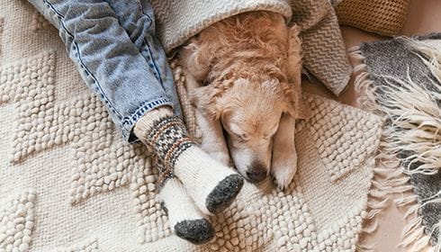 Understanding Seizures in Pets: Causes, Signs, and How to Help