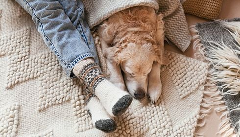 Understanding Seizures in Pets: Causes, Signs, and How to Help Understanding Seizures in Pets: Causes, Signs, and How to Help