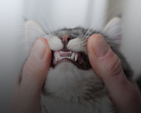 Cat and Dog Dentistry
