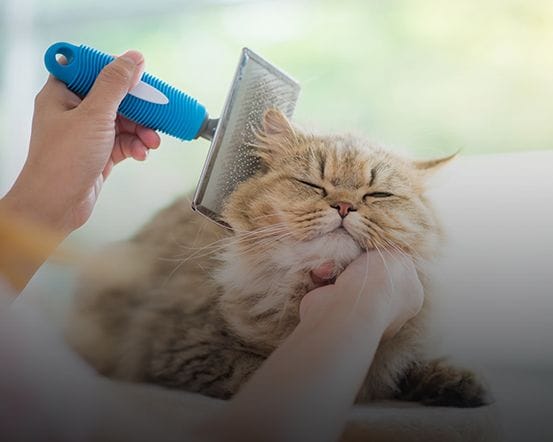 Cat Grooming Karalee