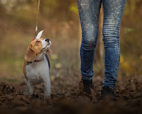 Dog Training Karalee and Karana