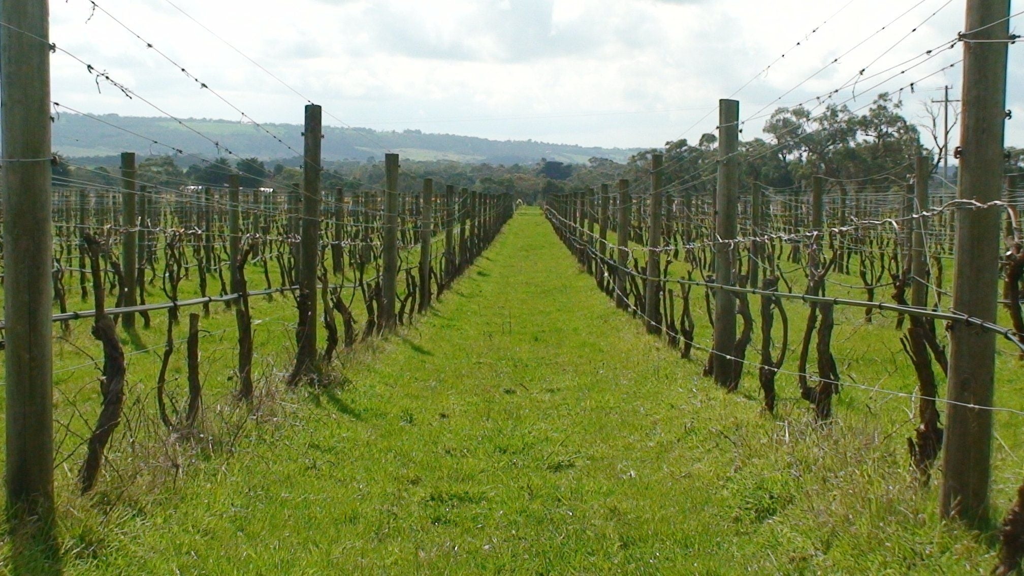 Biochar In The Vineyard: Building A Foundation For Sustainability