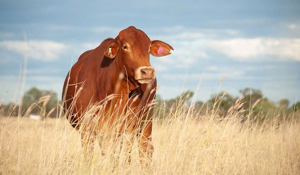 The use of biochar in animal feeding