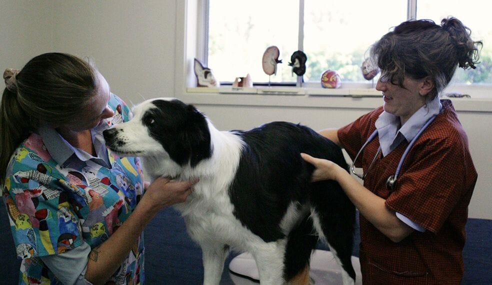 Arthritis Management
