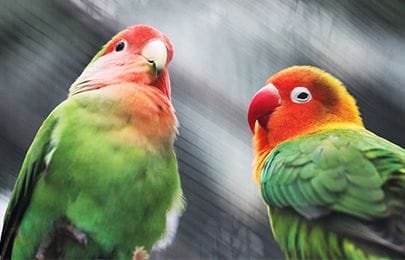 Bird & Exotic Services
