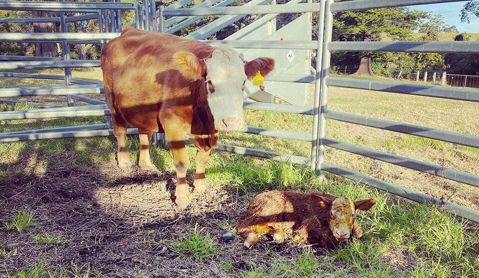 Artificial Insemination in Cattle Artificial Insemination in Cattle