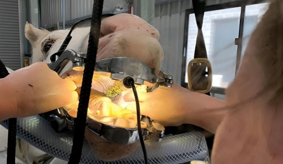 Equine Dentistry Equine Dentistry
