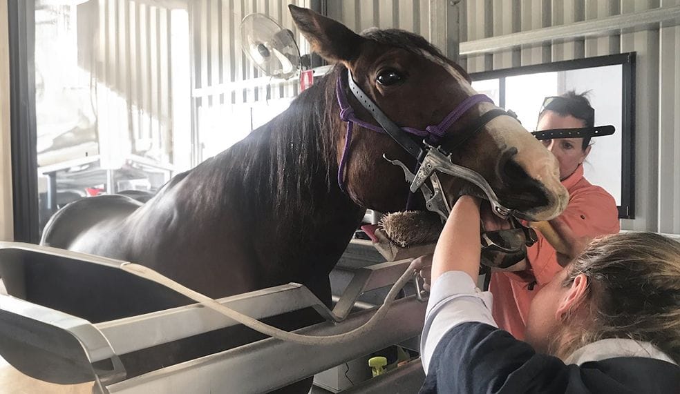 Equine Dentistry