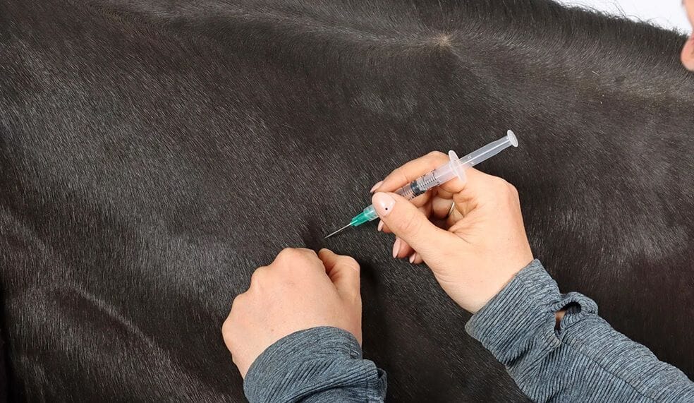Hendra Vaccinations