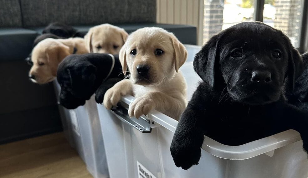 Puppy Preschool