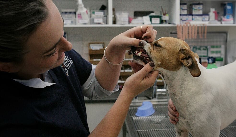 Pet Dentistry