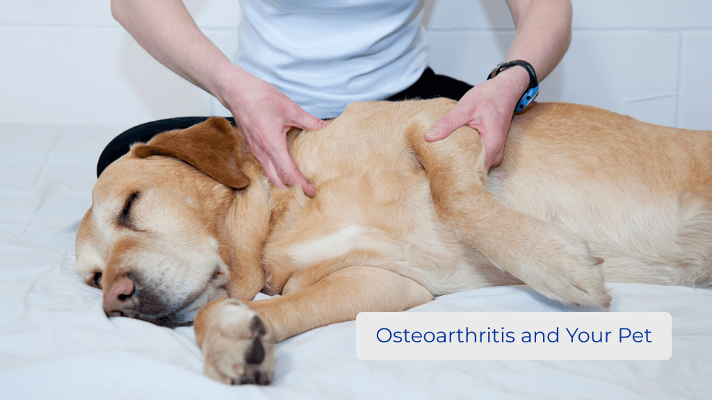 Osteoarthritis and Your Pet Osteoarthritis and Your Pet