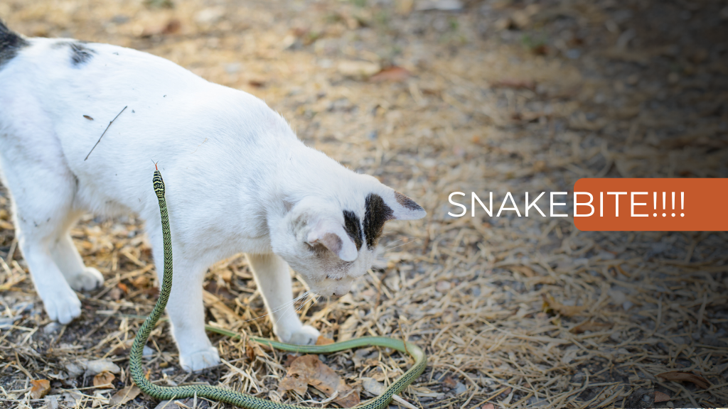 SNAKEBITE!!!!